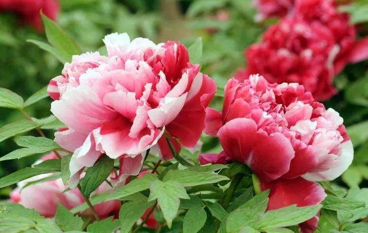 <花(huā)現(xiàn)洛陽>洛陽牡丹、鄭州少(shǎo)林(lín)寺、開(kāi)封四星純玩(wán)三日(rì)遊