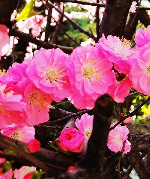 河(hé)南(nán)遊玩(wán)賞花(huā)目的(de)地(dì)推薦及自(zì)駕路(lù)線（河(hé)南(nán)看(kàn)花(huā)的(de)景點）