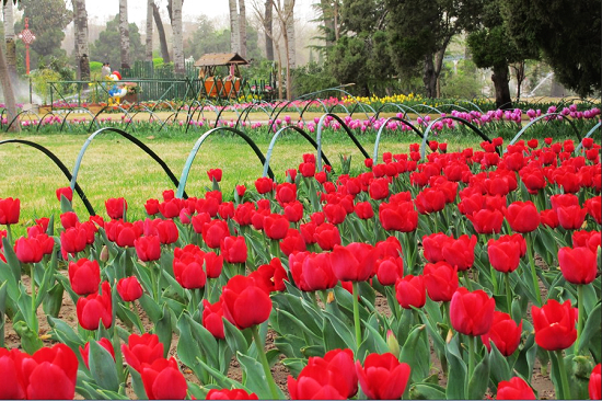 鄭州人(rén)民(mín)公園郁金(jīn)香花(huā)展邀你(nǐ)賞（鄭州人(rén)民(mín)公園月(yuè)季花(huā)展2021）