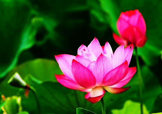 七月(yuè)，北(běi)京周邊賞荷花(huā)清涼一(yī)夏（北(běi)京周邊荷花(huā)觀賞地(dì)點）