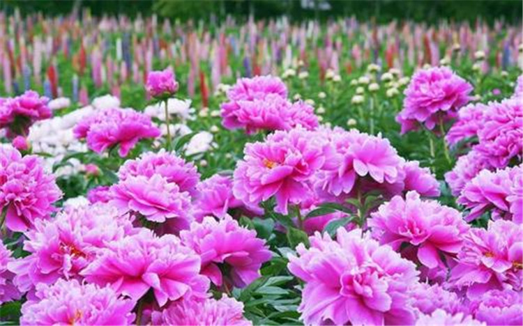 少(shǎo)林(lín)寺、龍門(mén)石窟白(bái)馬寺牡丹園純玩(wán)兩日(rì)遊 （白(bái)馬寺和(hé)龍門(mén)石窟的(de)曆史意義）