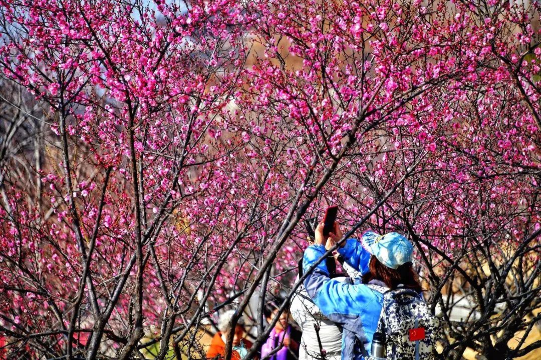 洛陽2023賞花(huā)指南(nán)（洛陽賞花(huā)的(de)最佳去(qù)處）