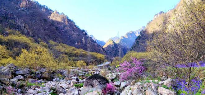 老(lǎo)界嶺萬畝山(shān)茱萸花(huā)海(hǎi)将盛放(fàng)（老(lǎo)界嶺度假山(shān)莊在哪裡(lǐ)）