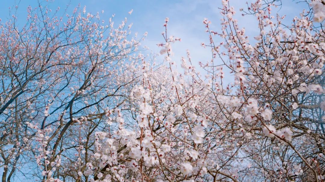 汝州花(huā)海(hǎi)穿越之旅——杏花(huā)（汝州花(huā)海(hǎi)網紅(hóng)橋在哪）