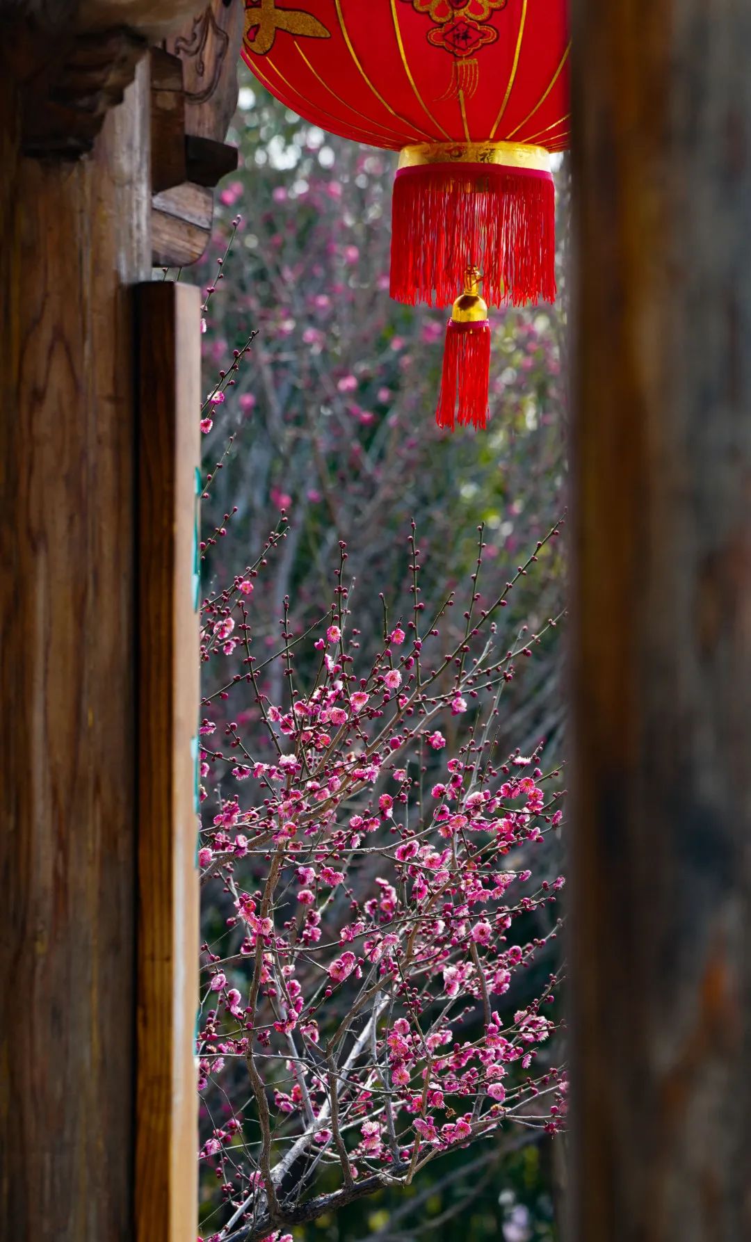 “尋梅”何處去(qù)？鄭州這(zhè)幾個(gè)地(dì)方現(xiàn)在美(měi)爆了(le)（鄭州哪裡(lǐ)好(hǎo)看(kàn)）