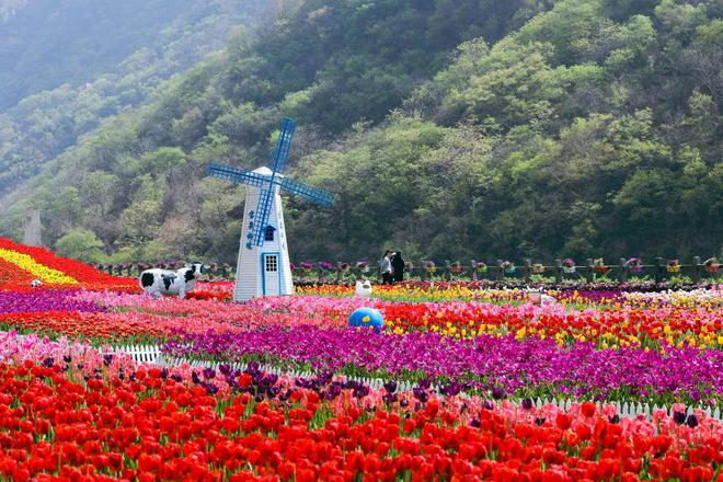 河(hé)南(nán)寶泉：百萬株郁金(jīn)香陪您共同迎接春天的(de)到(dào)來(lái)（寶泉郁金(jīn)香節）