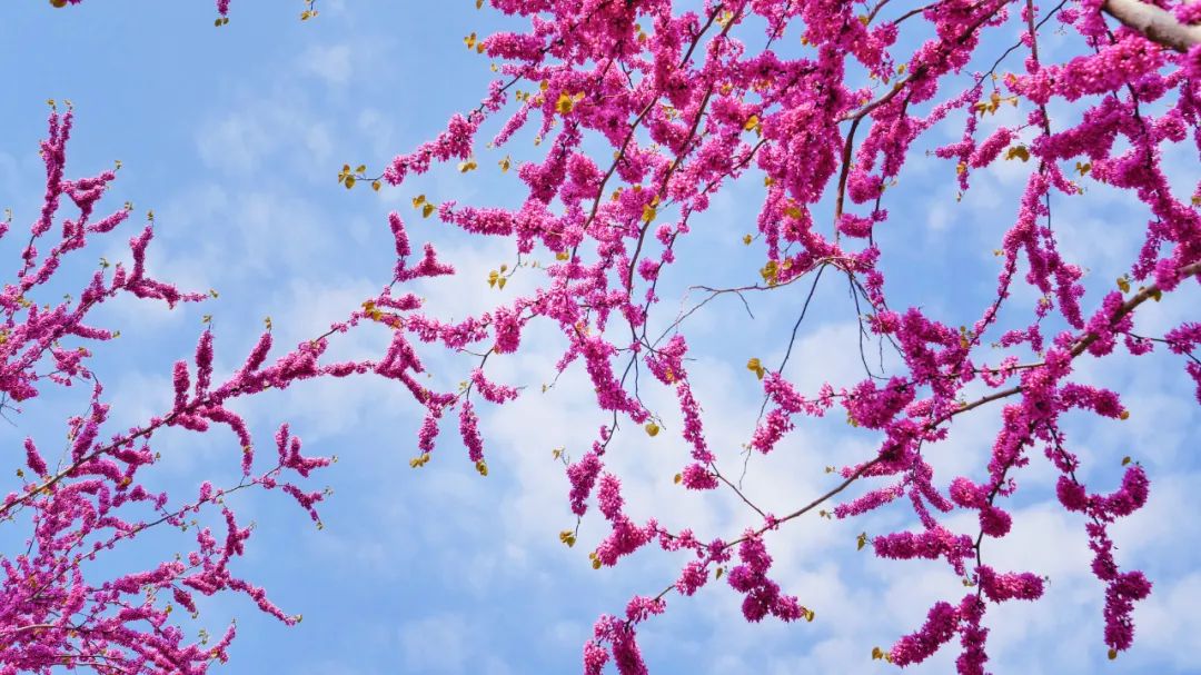 汝州花(huā)海(hǎi)穿越之旅—紫荊花(huā)（汝州市(shì)第一(yī)屆紫荊花(huā)旅遊文(wén)化(huà)節）