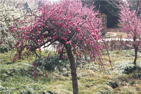 萬紫千紅(hóng)春滿園 鄭州即将進入“花(huā)季”（河(hé)南(nán)萬紫千紅(hóng)影(yǐng)業(yè)有(yǒu)限公司）