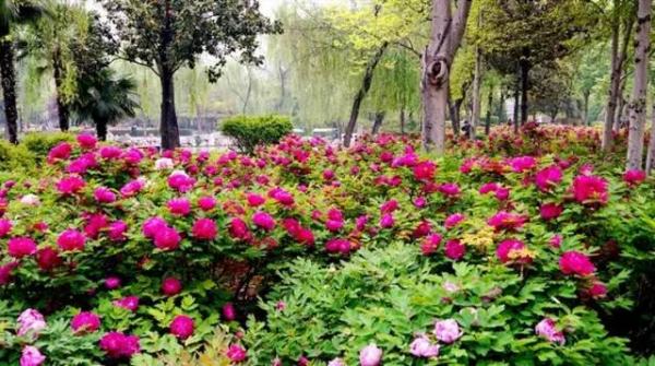 洛陽市(shì)市(shì)區(qū)及縣區(qū)牡丹花(huā)觀賞攻略（洛陽市(shì)花(huā)牡丹花(huā)）