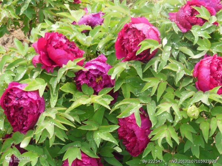 河(hé)南(nán)洛陽4天旅遊費(fèi)用(yòng)，河(hé)南(nán)旅遊要(yào)多(duō)少(shǎo)錢(qián)，河(hé)南(nán)4日(rì)遊最佳攻略（洛陽四日(rì)遊最佳路(lù)線）